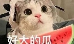 网红吃瓜和大咖